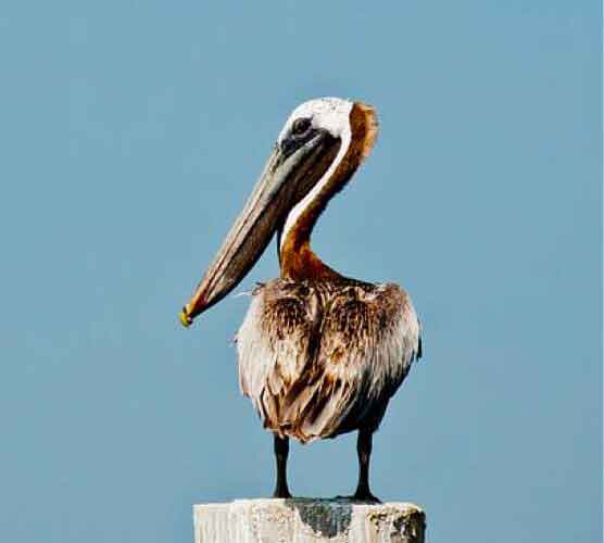 Web漏洞扫描工具