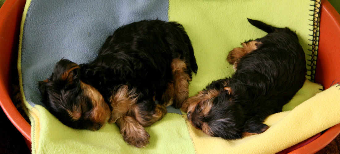 专业工具箱的小黑ddos压力测试平台